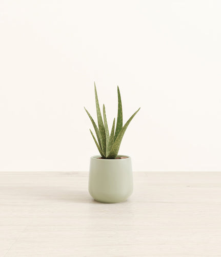 Turquoise*****Profile