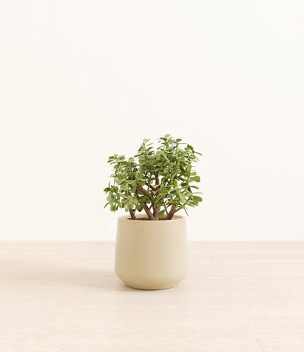 Almond Green*****Profile