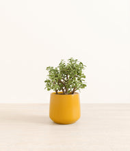 Load image into Gallery viewer, Mustard*****Profile
