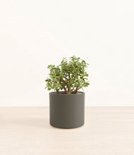 Load image into Gallery viewer, Dark Olive*****Profile
