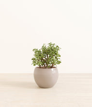 Load image into Gallery viewer, Desert Brown*****Profile
