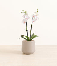 Load image into Gallery viewer, Eternal Gray*****Profile
