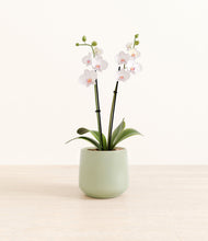 Load image into Gallery viewer, Turquoise*****Profile
