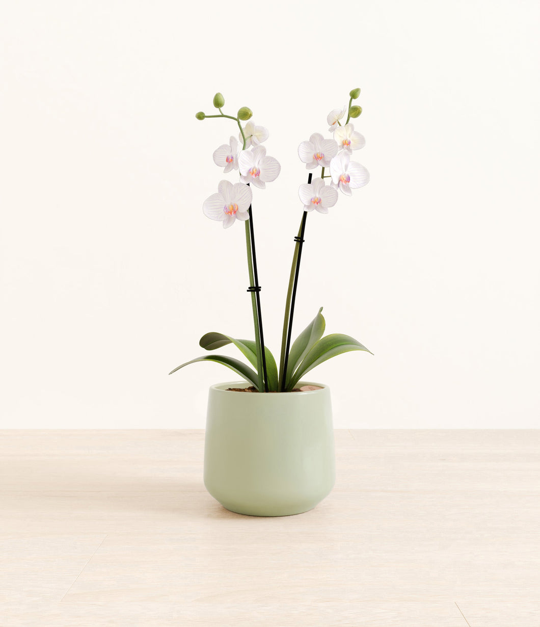 Turquoise*****Profile