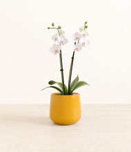 Load image into Gallery viewer, Mustard*****Profile
