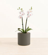 Load image into Gallery viewer, Dark Olive*****Profile
