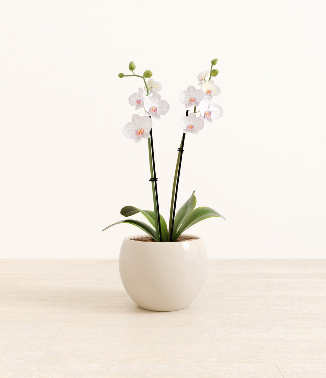 Shiny EggWhite*****Profile