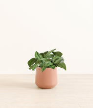 Load image into Gallery viewer, Calm Rose*****Profile
