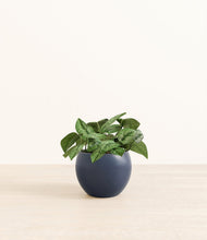 Load image into Gallery viewer, Deep Navy*****Profile
