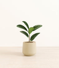 Load image into Gallery viewer, Almond Green*****Profile
