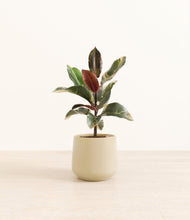 Load image into Gallery viewer, Almond Green*****Profile
