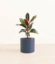 Load image into Gallery viewer, Deep Navy*****Profile
