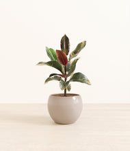 Load image into Gallery viewer, Desert Brown*****Profile
