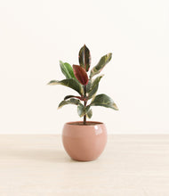 Load image into Gallery viewer, Calm Rose*****Profile
