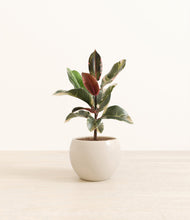 Load image into Gallery viewer, Shiny EggWhite*****Profile

