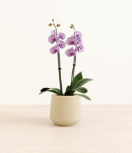 Load image into Gallery viewer, Almond Green*****Profile
