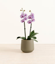 Load image into Gallery viewer, Olive*****Profile
