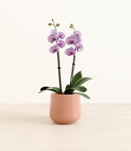 Load image into Gallery viewer, Calm Rose*****Profile

