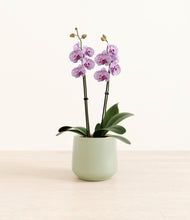 Load image into Gallery viewer, Turquoise*****Profile
