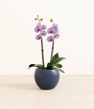 Load image into Gallery viewer, Deep Navy*****Profile

