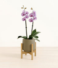 Load image into Gallery viewer, Olive stand:bamboo
