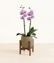 Load image into Gallery viewer, Olive stand:bamboo
