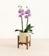 Load image into Gallery viewer, Almond Green stand:bamboo
