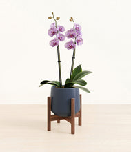 Load image into Gallery viewer, Deep Navy stand:bamboo
