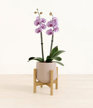 Load image into Gallery viewer, Eternal Gray stand:bamboo
