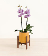 Load image into Gallery viewer, Mustard stand:bamboo
