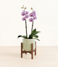 Load image into Gallery viewer, Turquoise stand:bamboo
