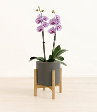 Load image into Gallery viewer, Dark Olive stand:bamboo
