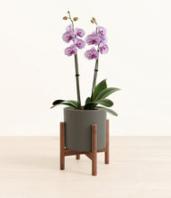 Load image into Gallery viewer, Dark Olive stand:bamboo
