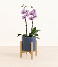 Load image into Gallery viewer, Deep Navy stand:bamboo
