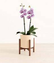Load image into Gallery viewer, Cream stand:bamboo
