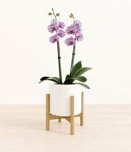 Load image into Gallery viewer, White stand:bamboo
