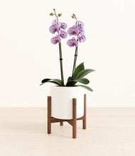 Load image into Gallery viewer, White stand:bamboo
