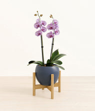 Load image into Gallery viewer, Deep Navy stand:bamboo

