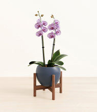Load image into Gallery viewer, Deep Navy stand:bamboo
