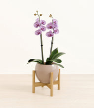 Load image into Gallery viewer, Desert Brown stand:bamboo

