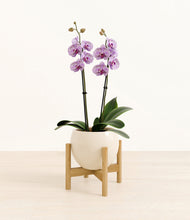 Load image into Gallery viewer, Shiny EggWhite stand:bamboo
