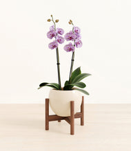 Load image into Gallery viewer, Shiny EggWhite stand:bamboo
