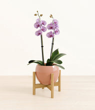 Load image into Gallery viewer, Calm Rose stand:bamboo
