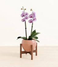 Load image into Gallery viewer, Calm Rose stand:bamboo

