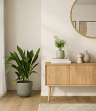 Lade das Bild in den Galerie-Viewer, Aloe Vera
