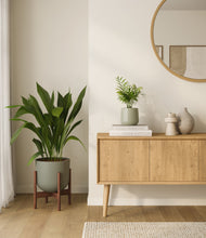Lade das Bild in den Galerie-Viewer, Aloe Vera stand:one_stand
