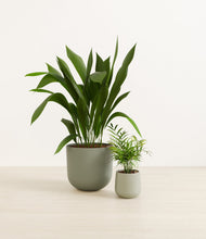 Lade das Bild in den Galerie-Viewer, Aloe Vera
