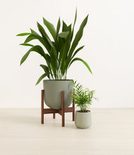 Lade das Bild in den Galerie-Viewer, Aloe Vera stand:one_stand
