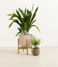Lade das Bild in den Galerie-Viewer, Olive Branch stand:one_stand
