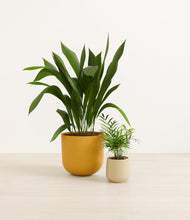 Lade das Bild in den Galerie-Viewer, Tiger Lily
